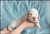 wye niemiecki, spinone italiano