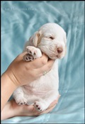 wye niemiecki, spinone italiano