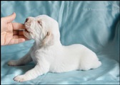 wye niemiecki, spinone italiano