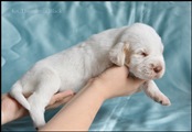 wye niemiecki, spinone italiano