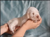 wye niemiecki, spinone italiano