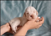 wye niemiecki, spinone italiano