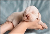 wye niemiecki, spinone italiano