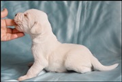 wye niemiecki, spinone italiano