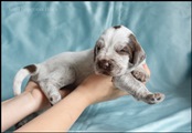 wye niemiecki, spinone italiano