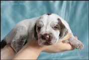 wye niemiecki, spinone italiano
