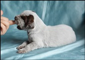 wye niemiecki, spinone italiano