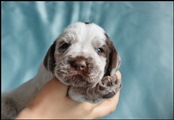 wye niemiecki, spinone italiano