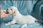 wye niemiecki, spinone italiano