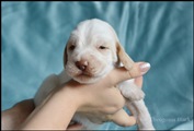 wye niemiecki, spinone italiano