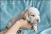 wye niemiecki, spinone italiano