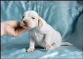 wye niemiecki, spinone italiano