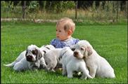 wye niemiecki, spinone italiano