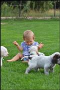 wye niemiecki, spinone italiano