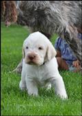 wye niemiecki, spinone italiano