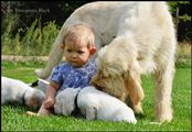 wye niemiecki, spinone italiano