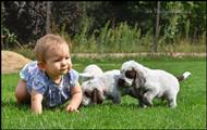 wye niemiecki, spinone italiano