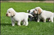 wye niemiecki, spinone italiano