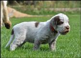 wye niemiecki, spinone italiano