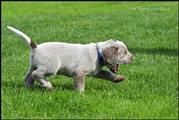 wye niemiecki, spinone italiano
