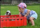 wye niemiecki, spinone italiano