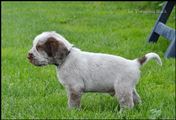 wye niemiecki, spinone italiano