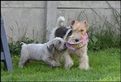 wye niemiecki, spinone italiano