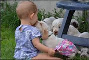 wye niemiecki, spinone italiano