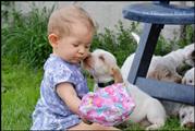 wye niemiecki, spinone italiano