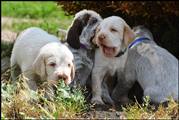 wye niemiecki, spinone italiano