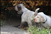 wye niemiecki, spinone italiano