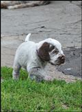 wye niemiecki, spinone italiano