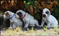wye niemiecki, spinone italiano