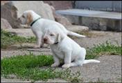 wye niemiecki, spinone italiano