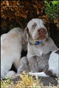 wye niemiecki, spinone italiano