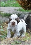 wye niemiecki, spinone italiano