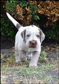 wye niemiecki, spinone italiano