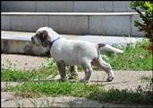 wye niemiecki, spinone italiano
