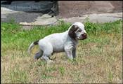 wye niemiecki, spinone italiano
