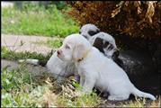wye niemiecki, spinone italiano