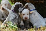 wye niemiecki, spinone italiano