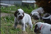 wye niemiecki, spinone italiano