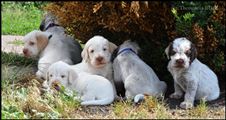 wye niemiecki, spinone italiano