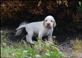 wye niemiecki, spinone italiano