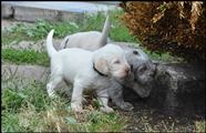 wye niemiecki, spinone italiano