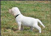 wye niemiecki, spinone italiano