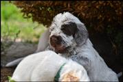 wye niemiecki, spinone italiano