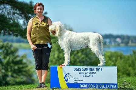 wye niemiecki, spinone italiano