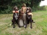 wye niemiecki, spinone italiano