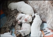 wye niemiecki, spinone italiano